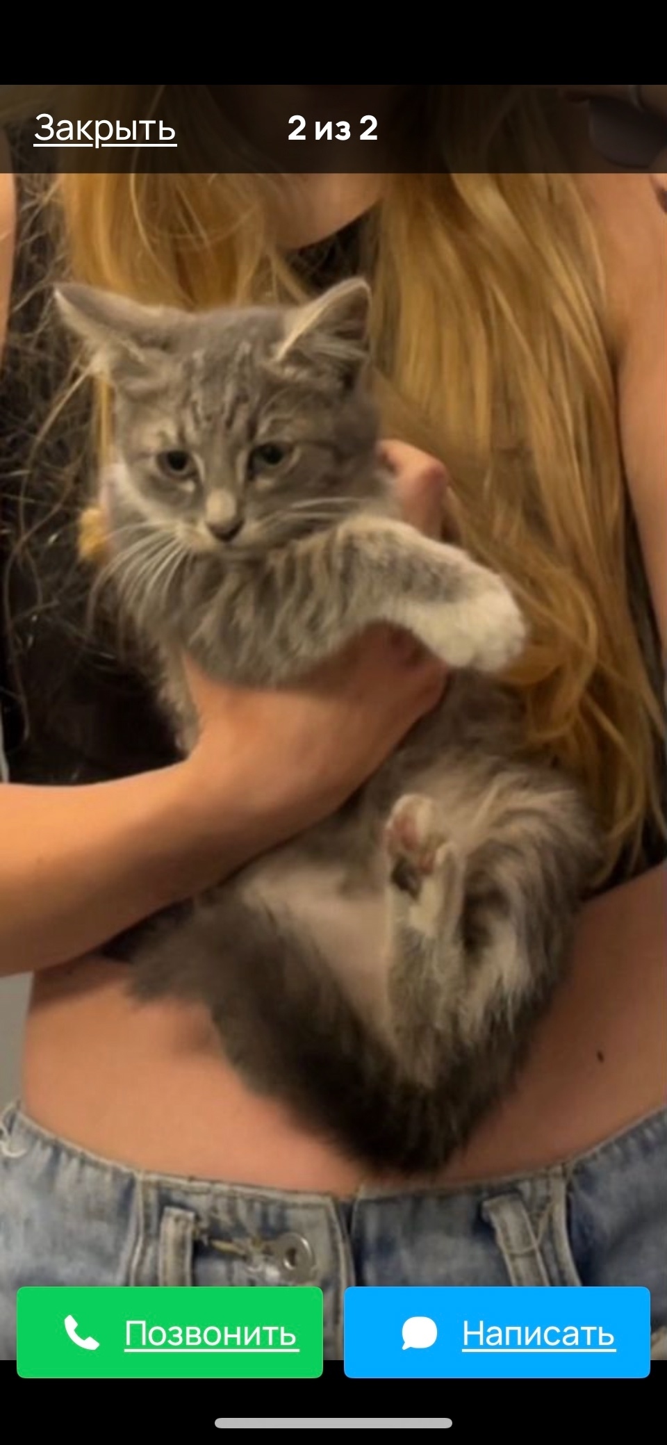 Найдена кошка в Рязани — фото объявления