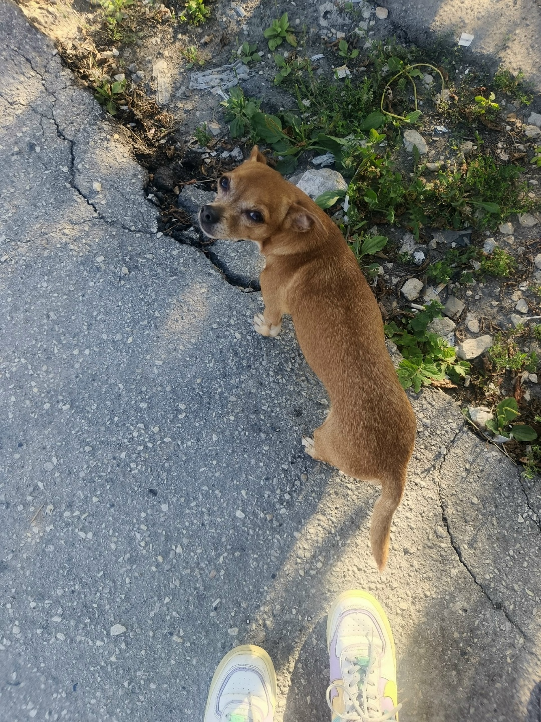 Пропала собака в Рязани — фото объявления