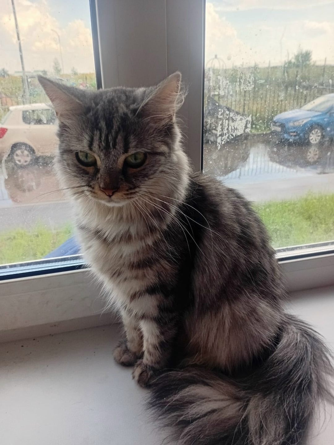 Найдена кошка в Рязани — фото объявления