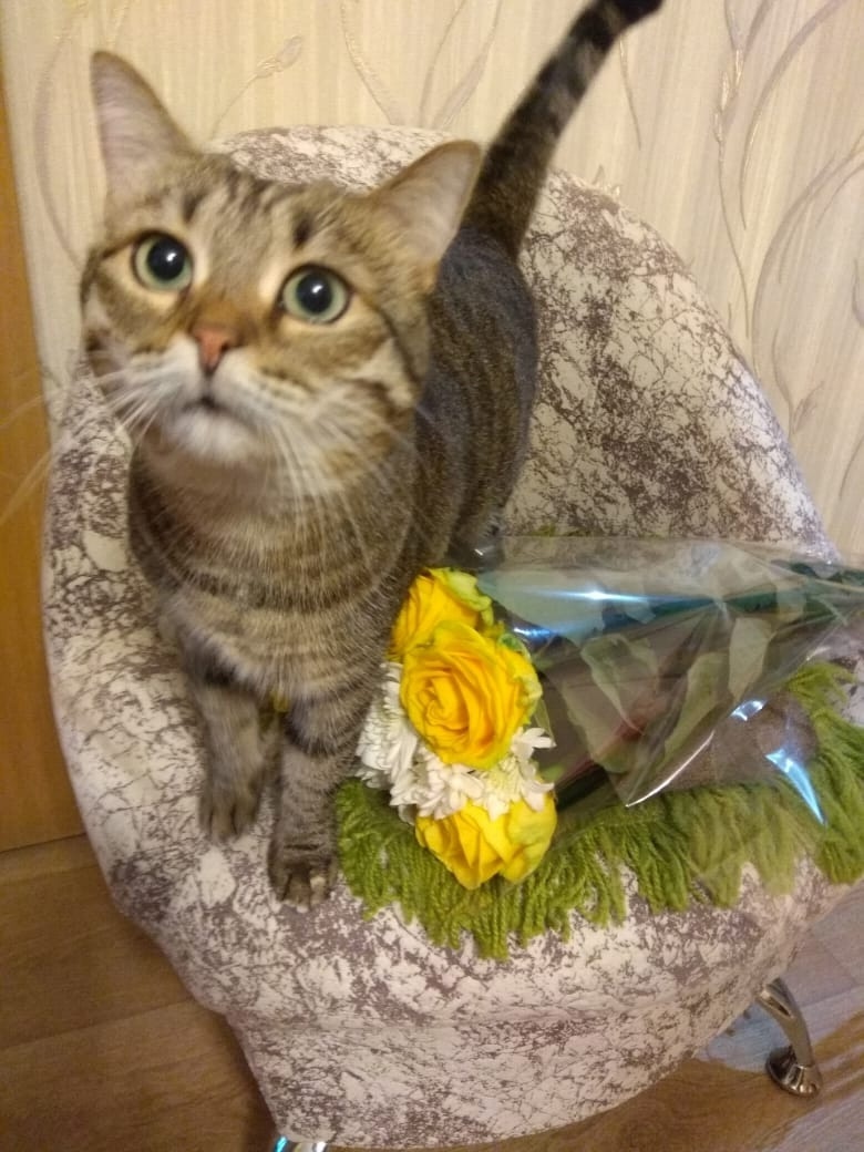 Пропала кошка в Рязани — фото объявления