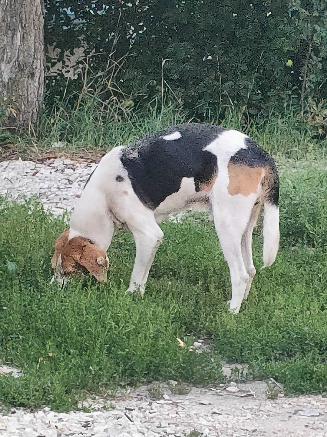 Пропала собака в Рязани — фото объявления