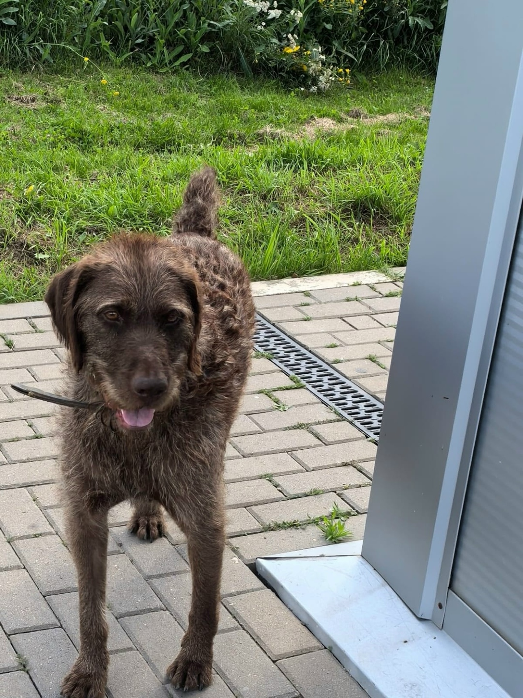 Пропала собака в Рязани — фото объявления