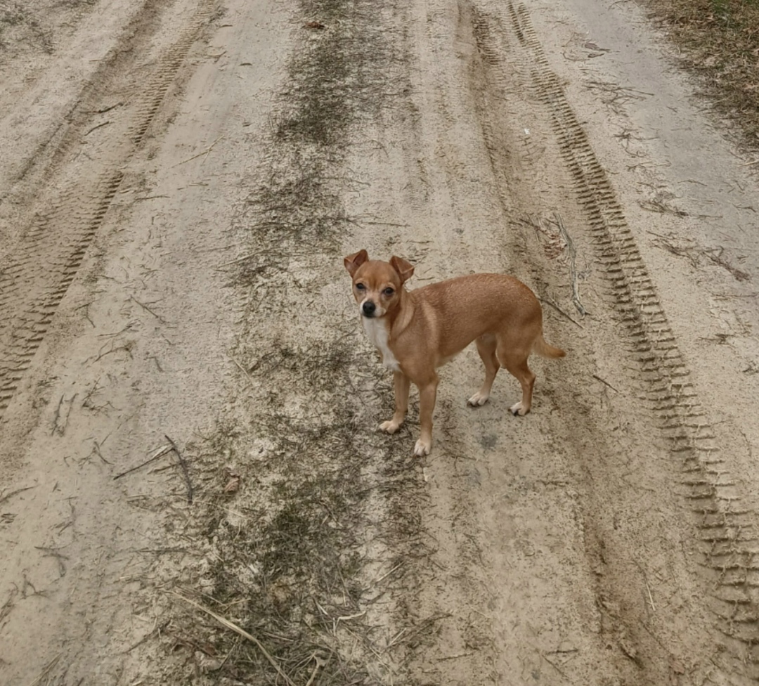 Пропала собака в Рязани — фото объявления