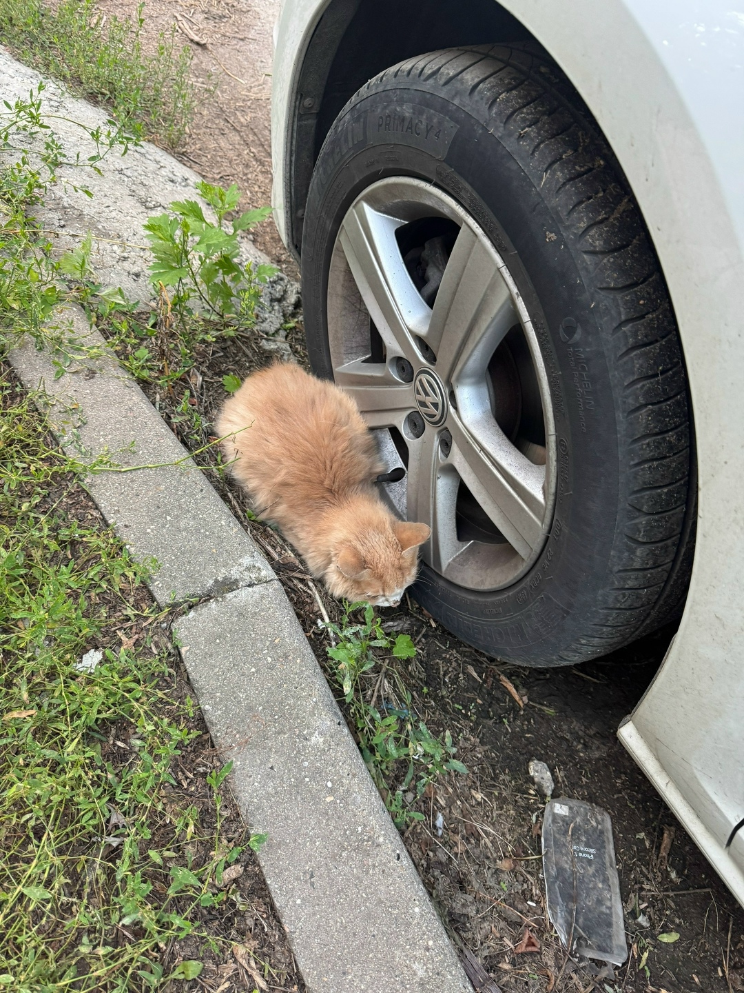 Найдена кошка в Рязани — фото объявления