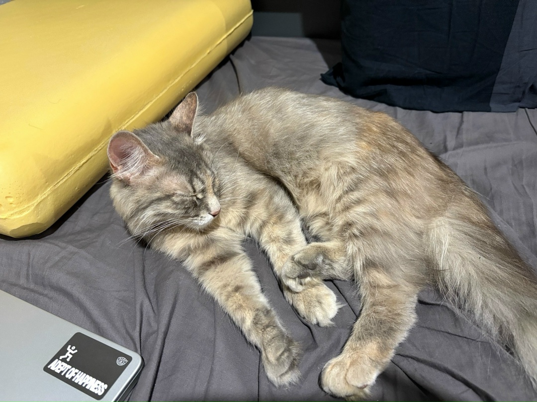 Найдена кошка в Рязани — фото объявления