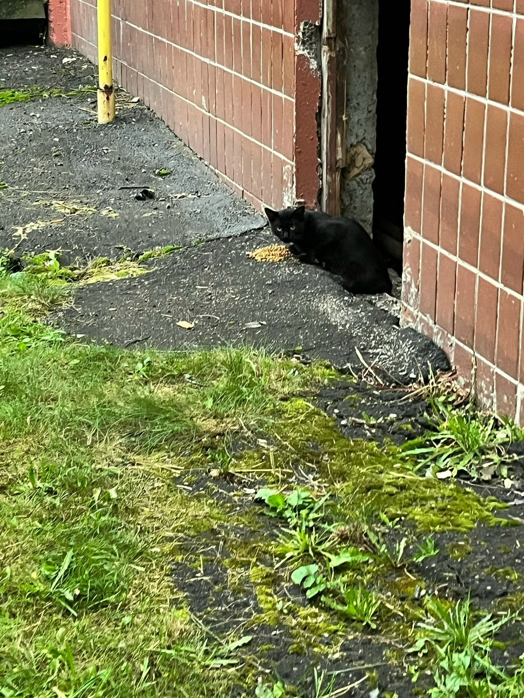 Пропала собака в Рязани — фото объявления