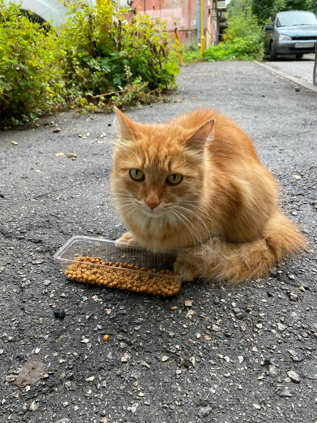 Пропала кошка в Рязани — фото объявления