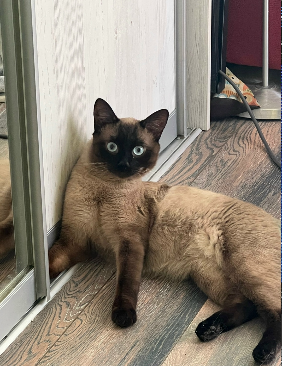 Пропала кошка в Рязани — фото объявления