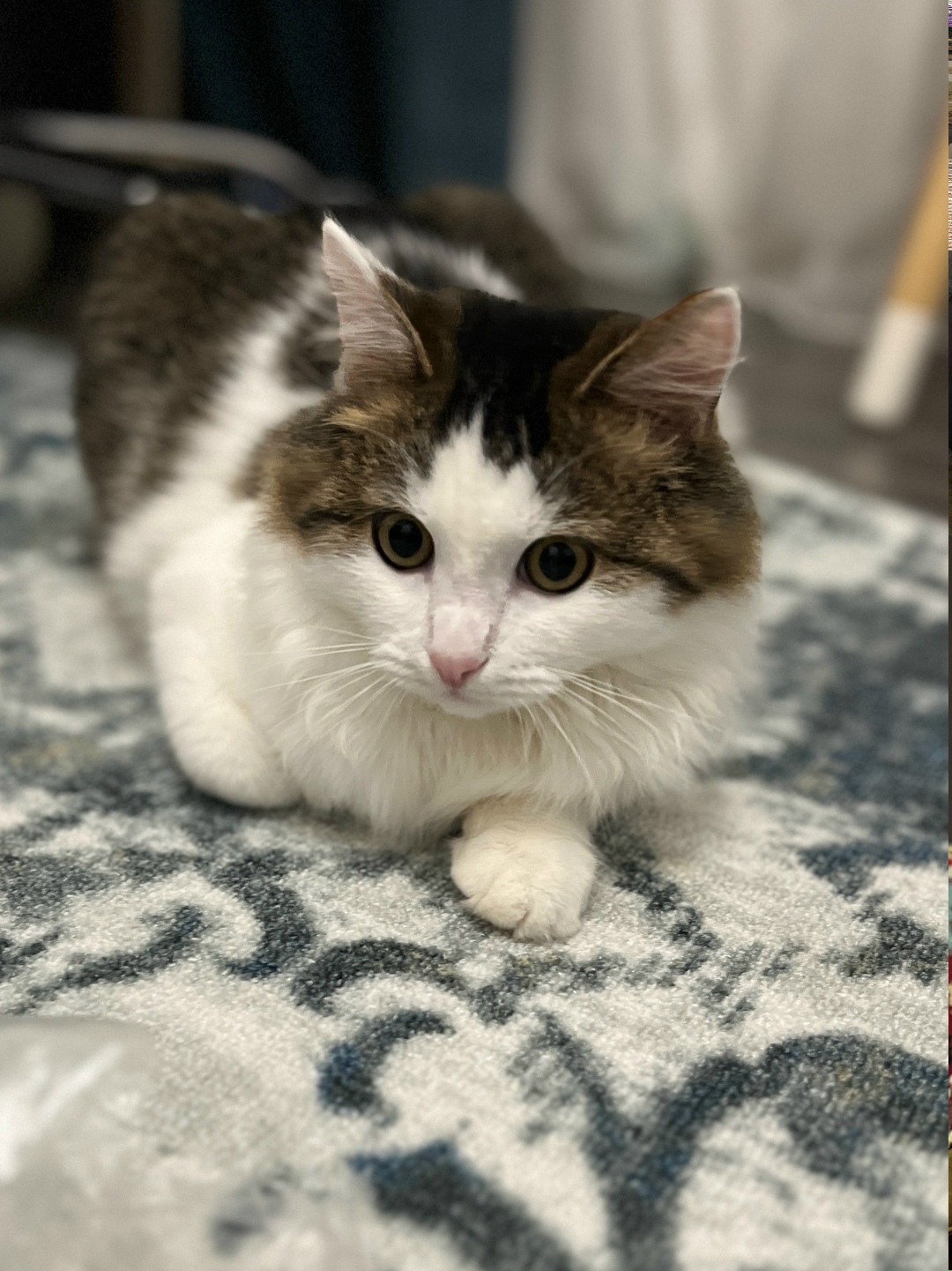 Пропала кошка в Рязани — фото объявления