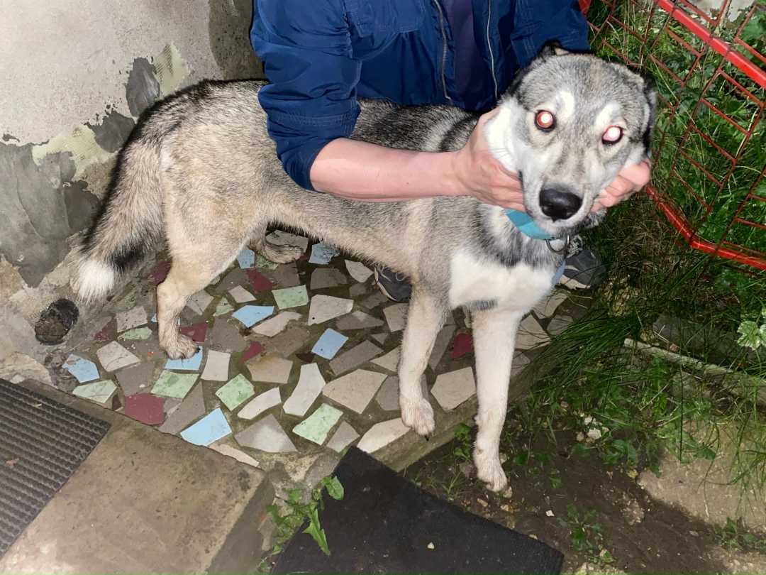 Пропала собака в Рязани — фото объявления