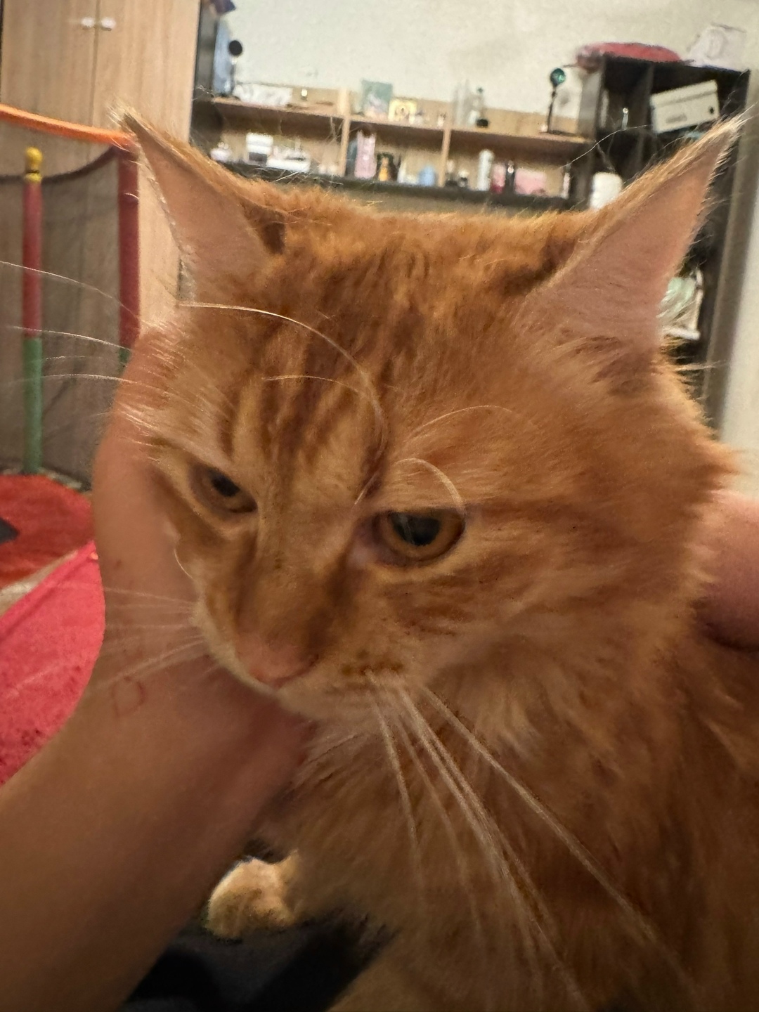 Пропала кошка в Рязани — фото объявления