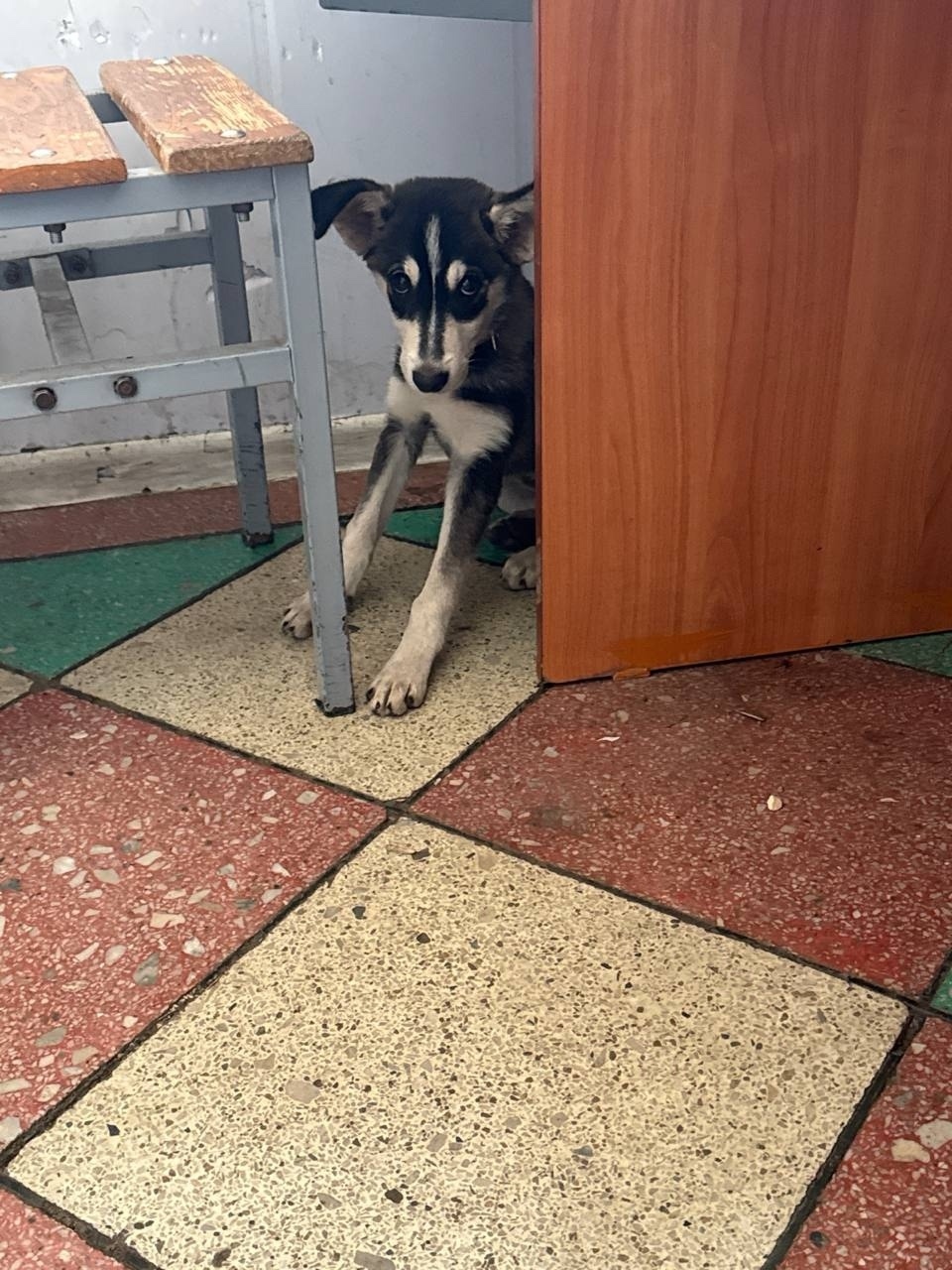 Найдена собака в Рязани — фото объявления