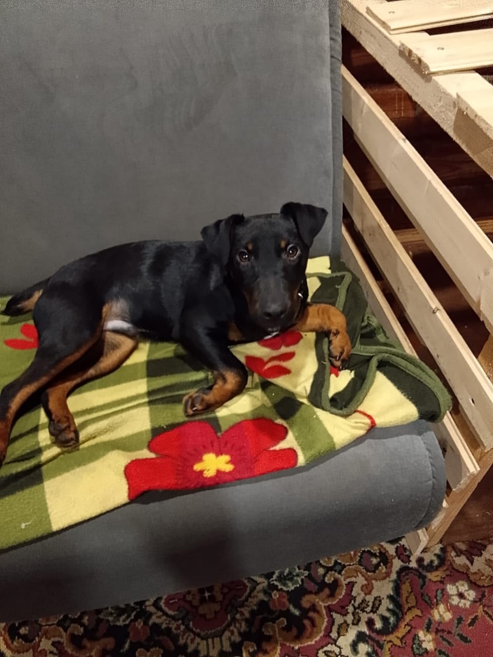 Пропала собака в Рязани — фото объявления