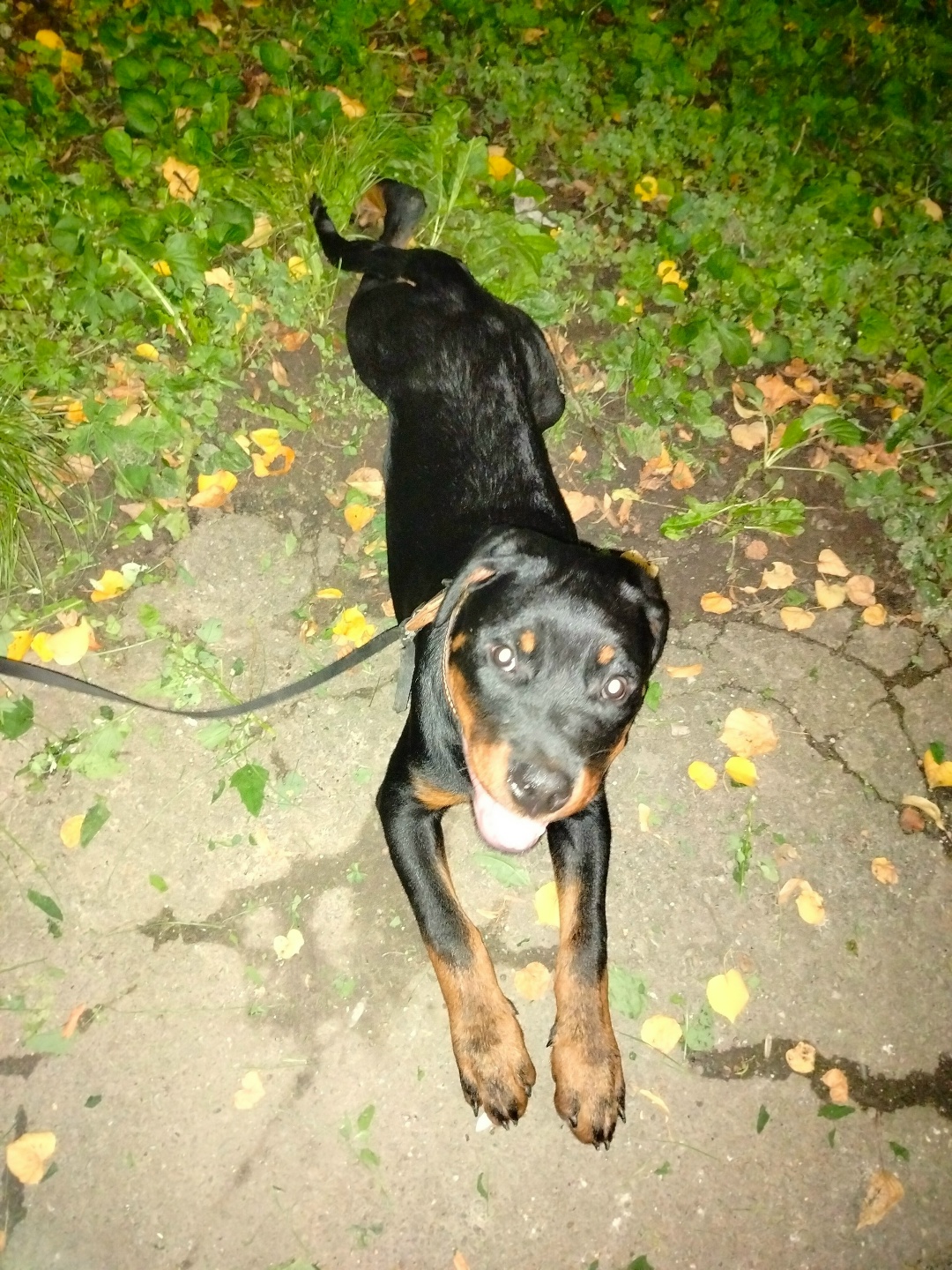 Пропала собака в Рязани — фото объявления