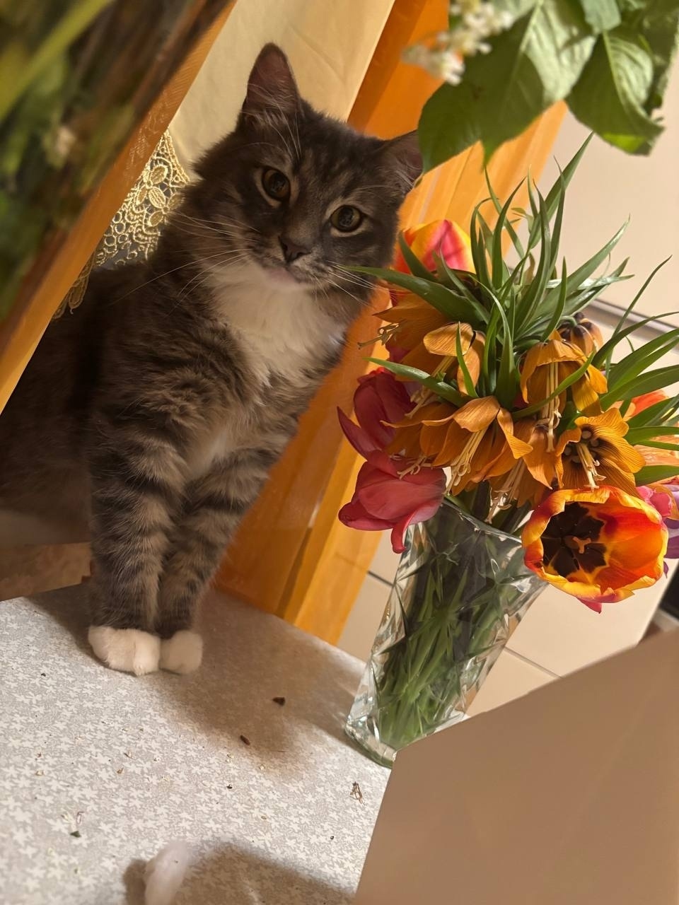 Пропала кошка в Рязани — фото объявления