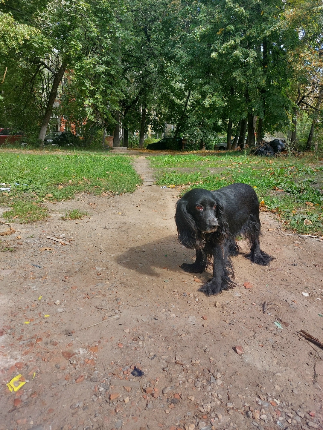 Пропала собака в Рязани — фото объявления