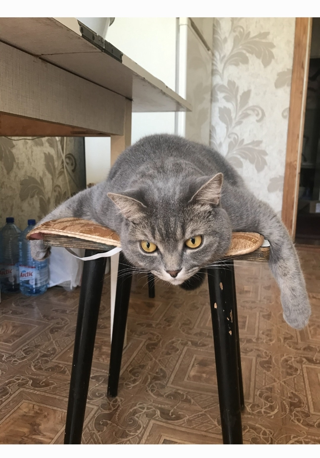 Пропала кошка в Рязани — фото объявления