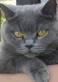 Пропала кошка в Рязани — фото объявления