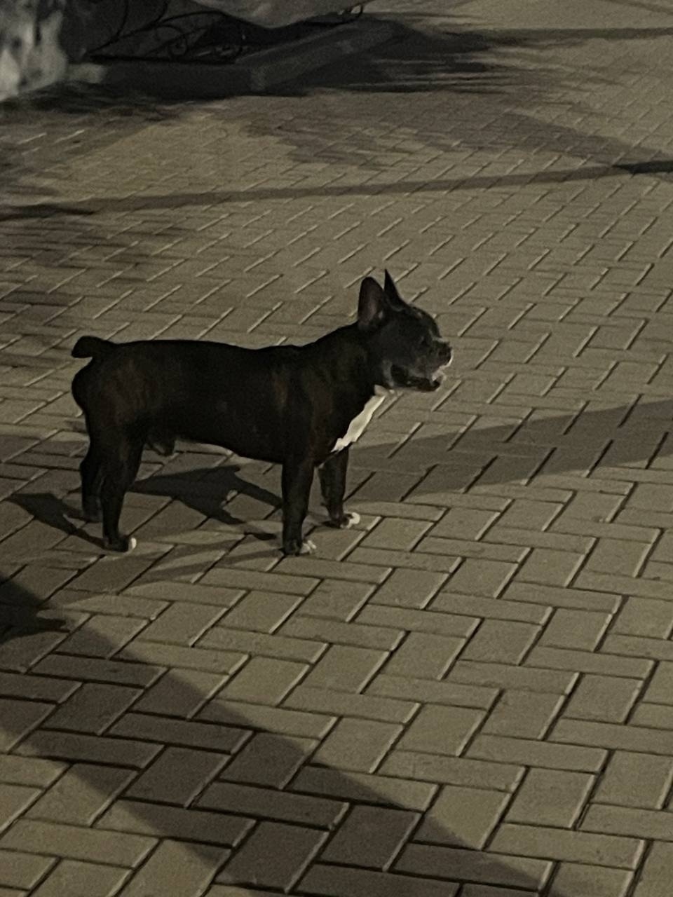 Пропала собака в Рязани — фото объявления