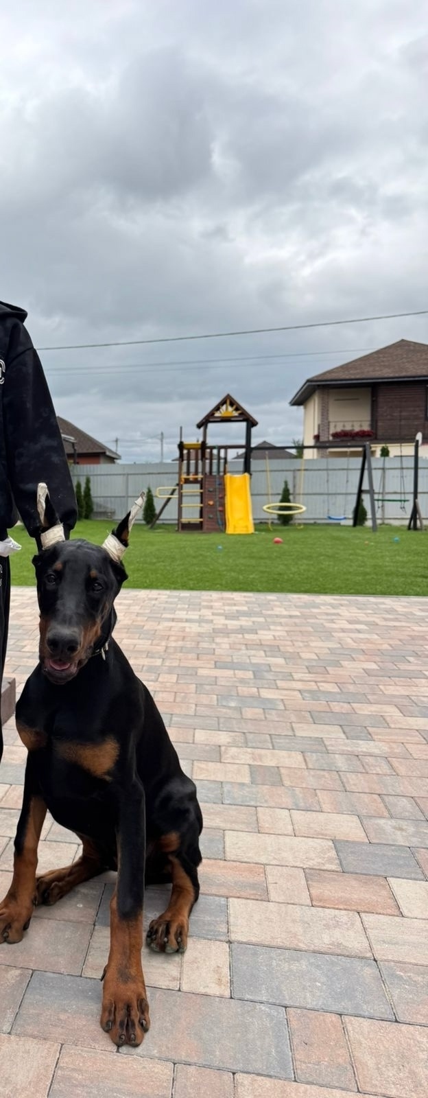 Пропала собака в Рязани — фото объявления