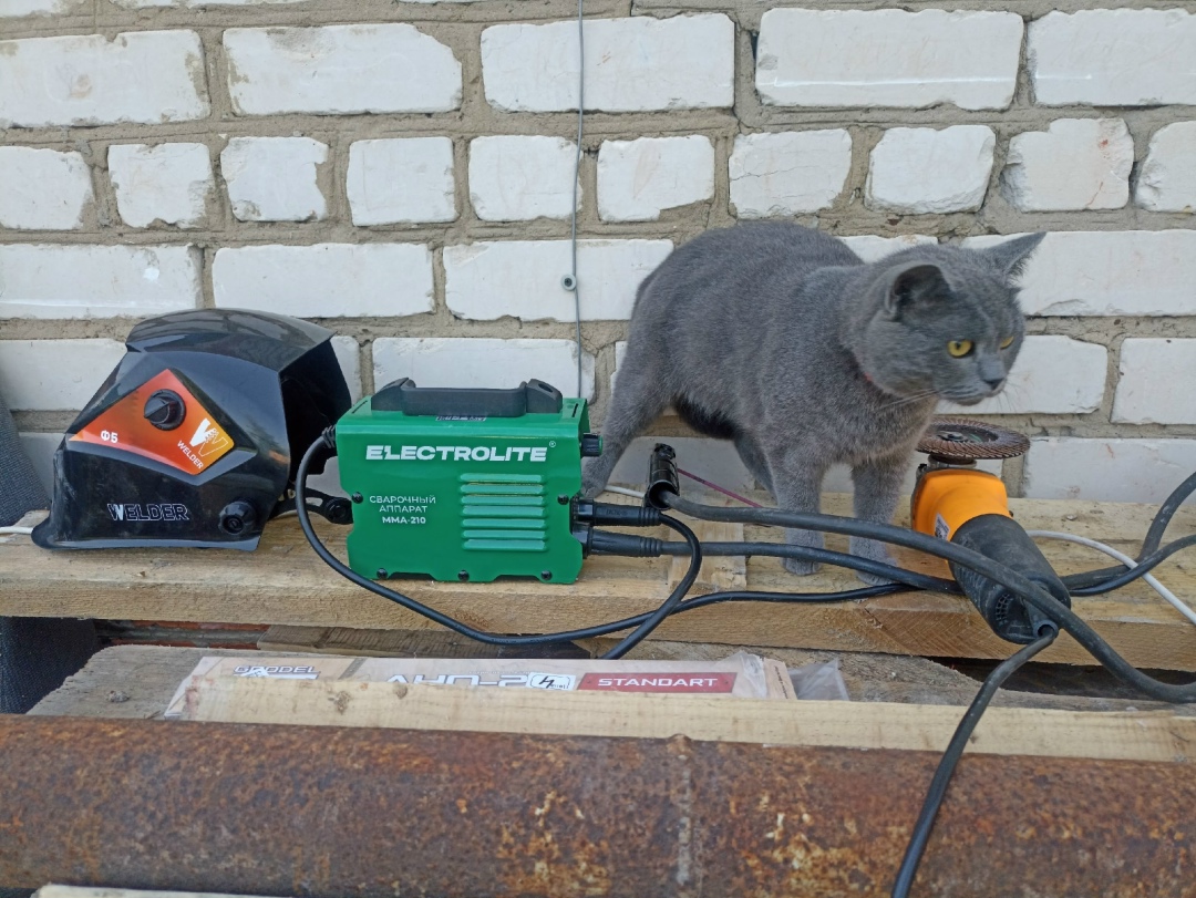 Пропала кошка в Рязани — фото объявления