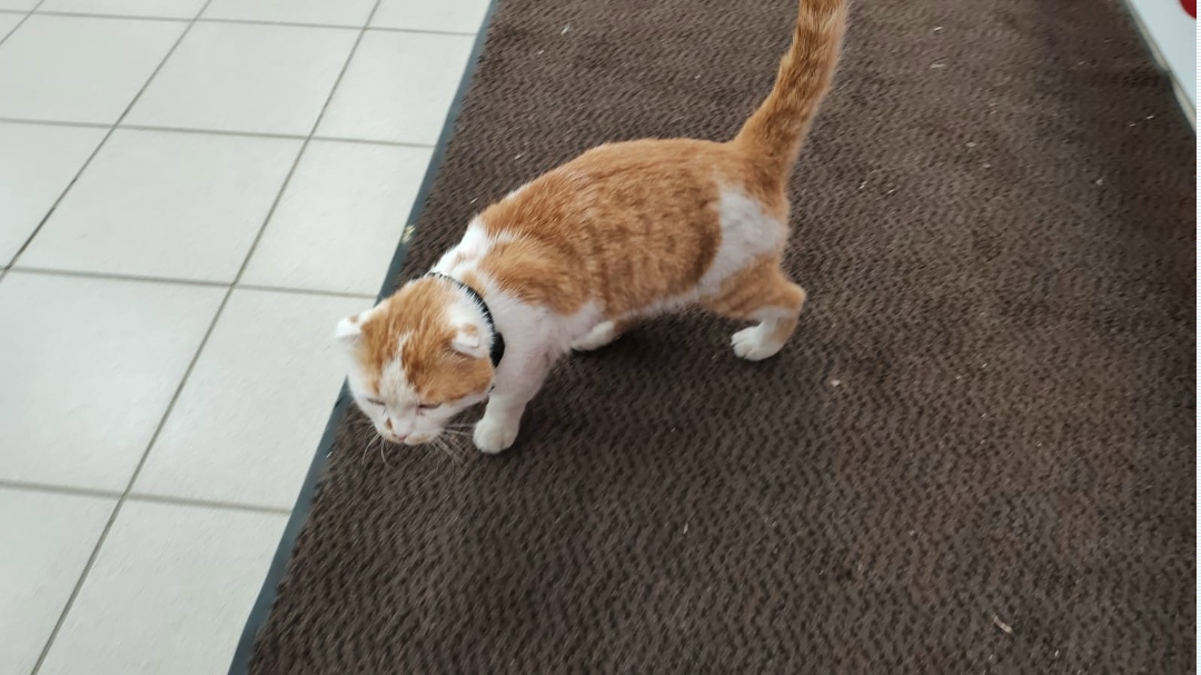 Пропала кошка в Рязани — фото объявления