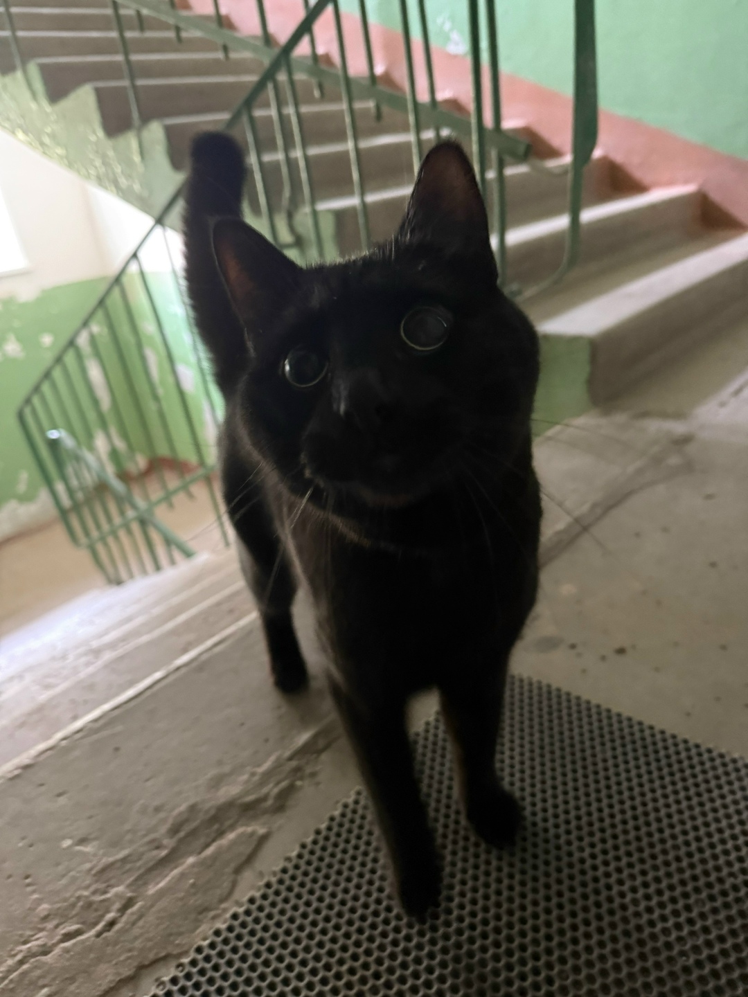 Найдена кошка в Рязани — фото объявления