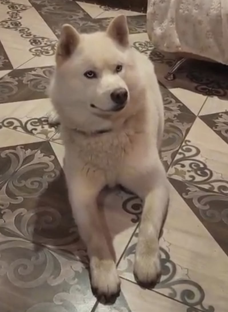 Пропала собака в Рязани — фото объявления