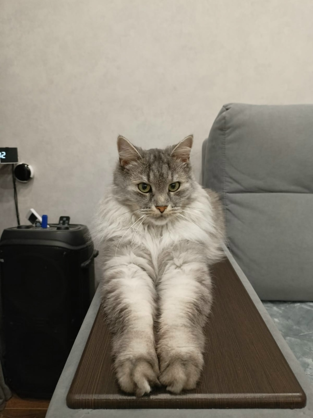 Пропала кошка в Рязани — фото объявления