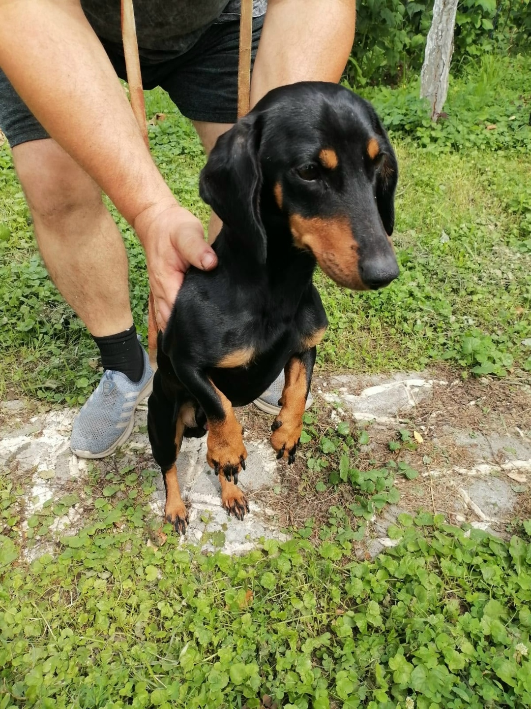 Найдена собака в Рязани — фото объявления