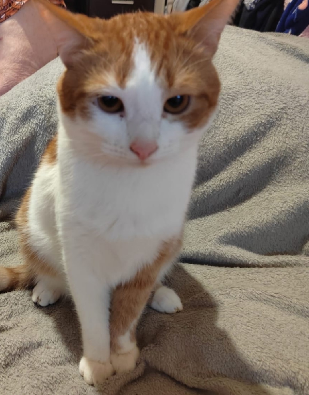 Пропала кошка в Рязани — фото объявления