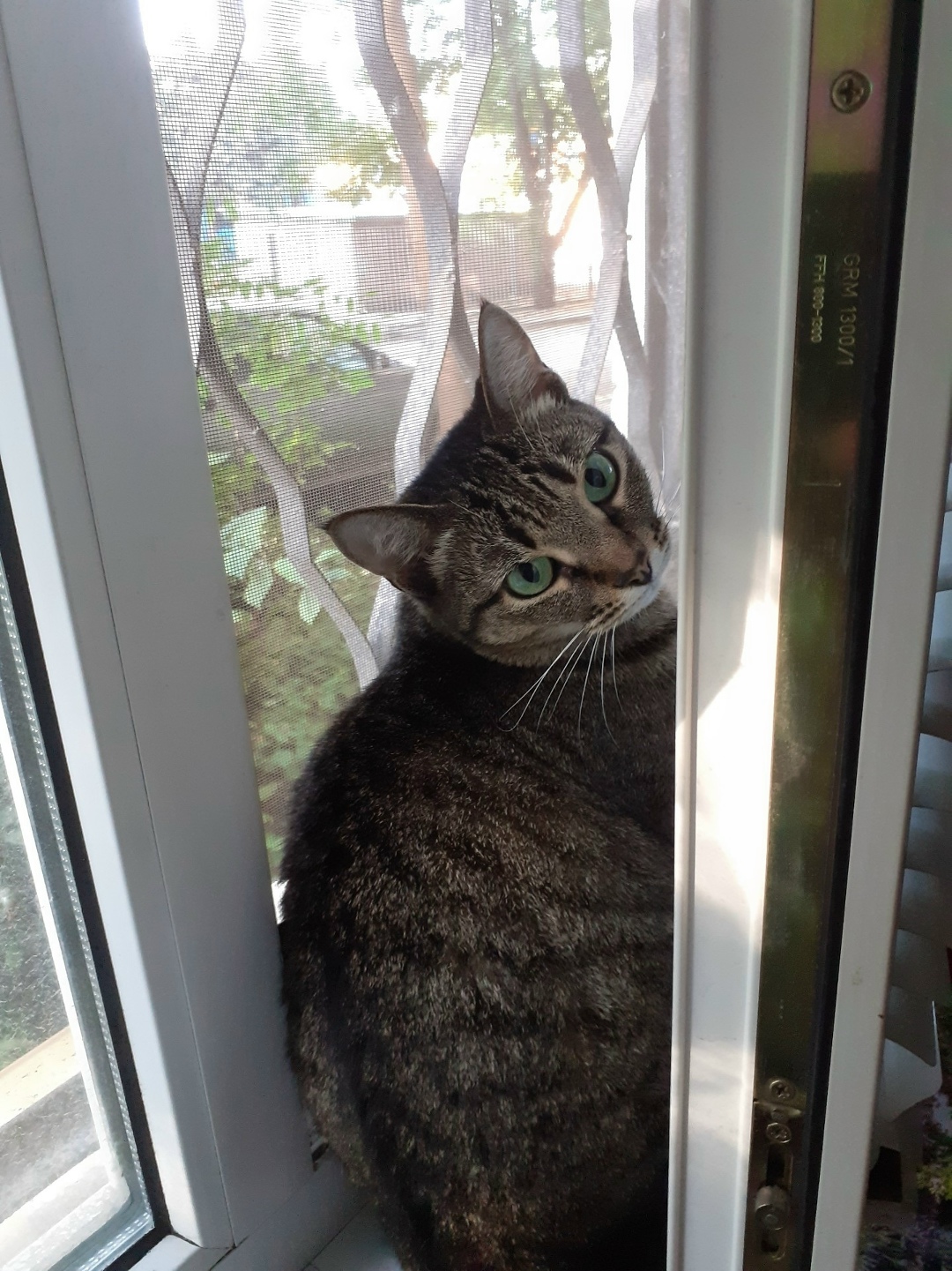 Пропала кошка в Рязани — фото объявления