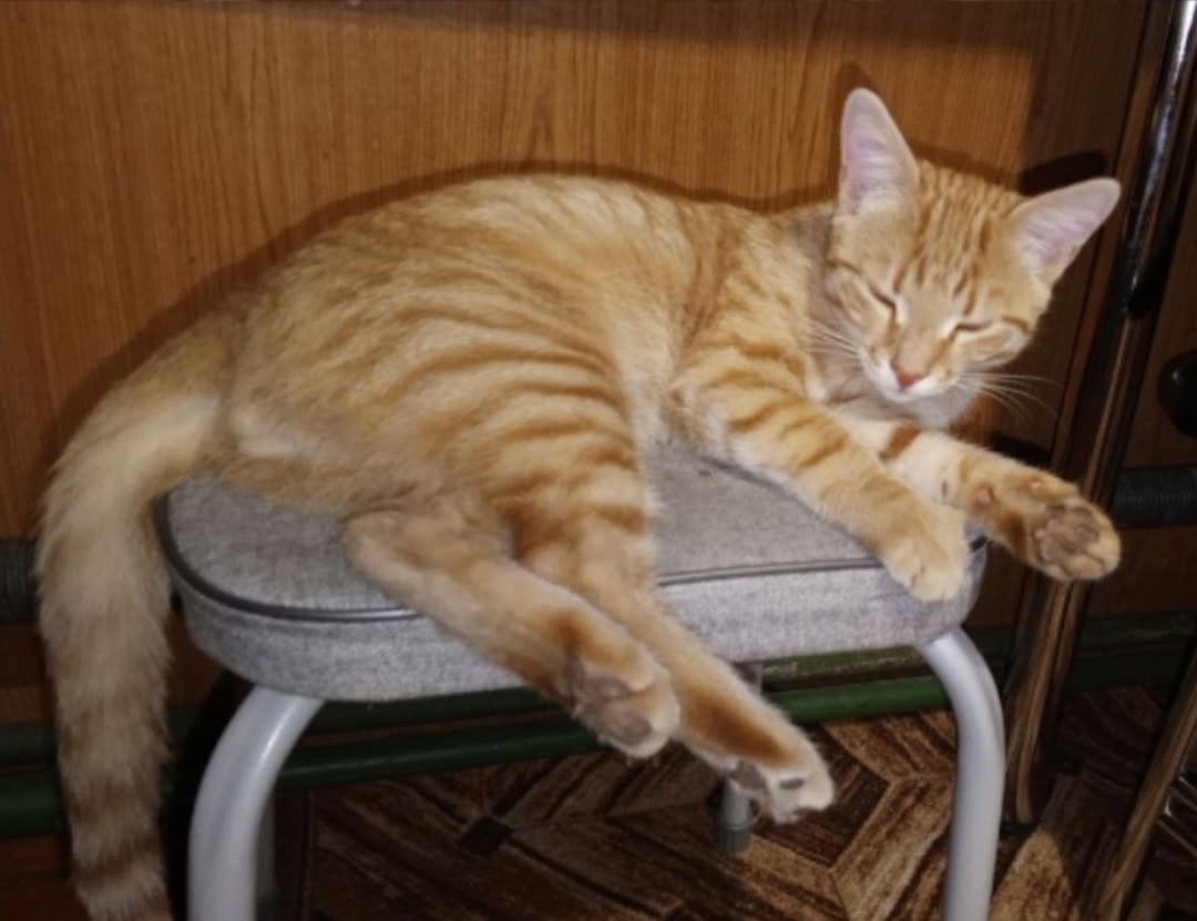 Пропала кошка в Рязани — фото объявления