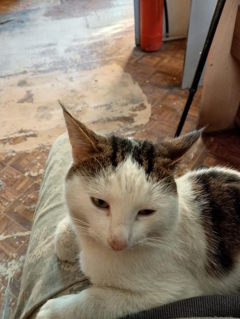 Пропала кошка в Рязани — фото объявления