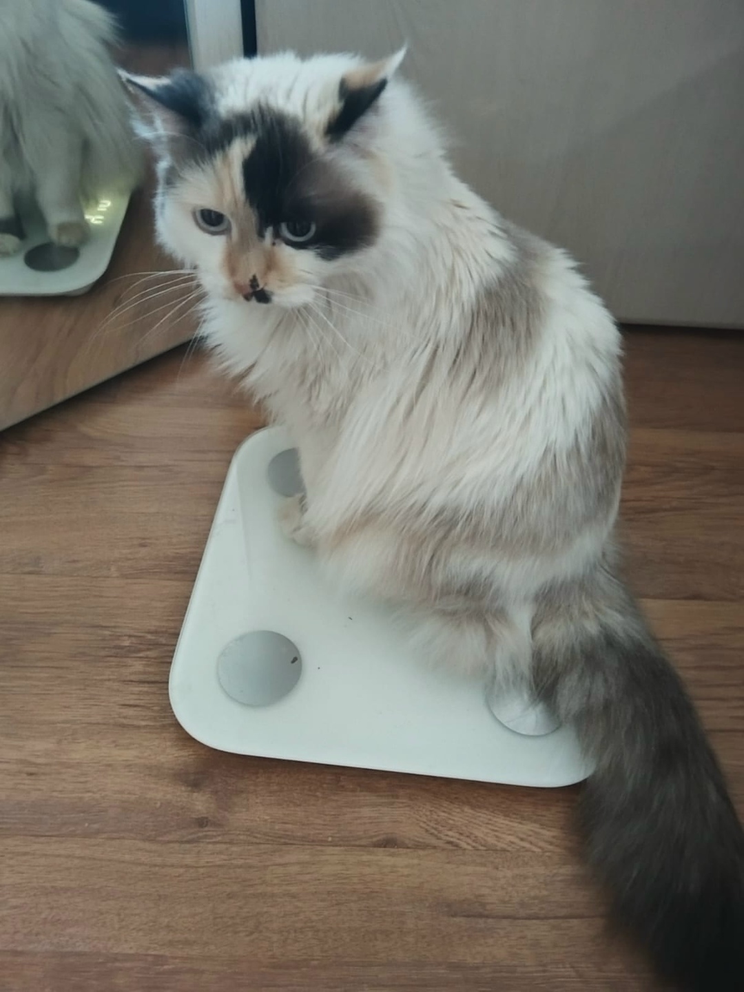 Пропала кошка в Рязани — фото объявления