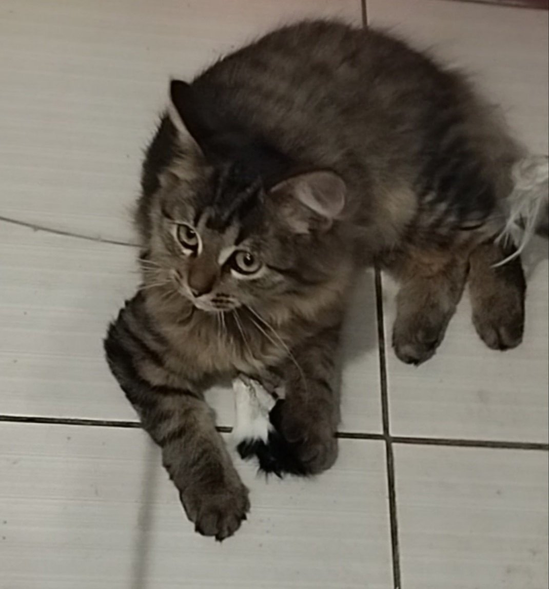Найдена кошка в Рязани — фото объявления