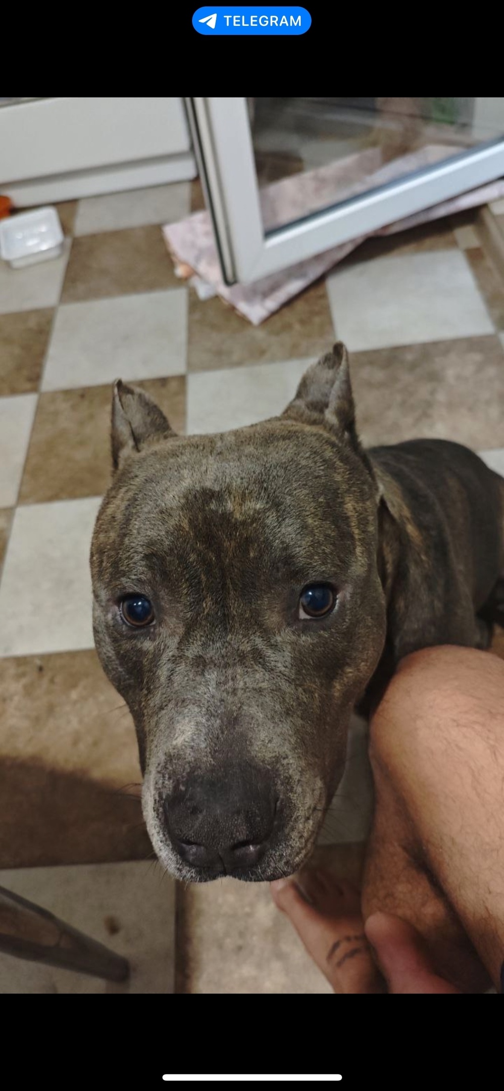 Найдена собака в Рязани — фото объявления