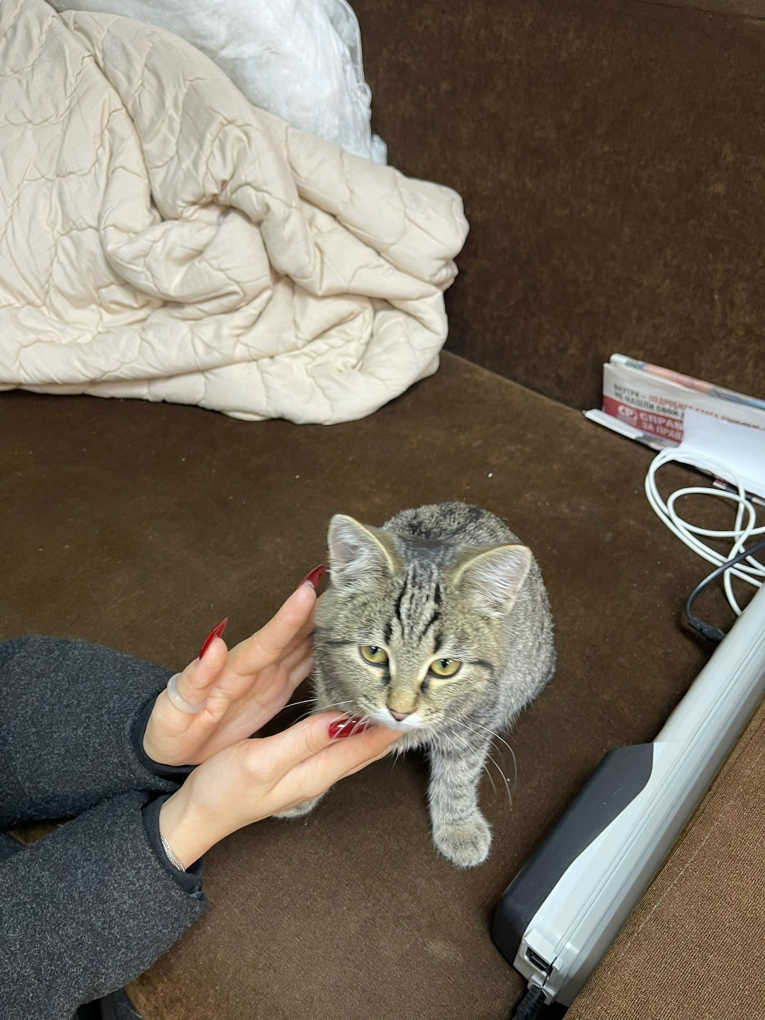 Найдена кошка в Рязани — фото объявления