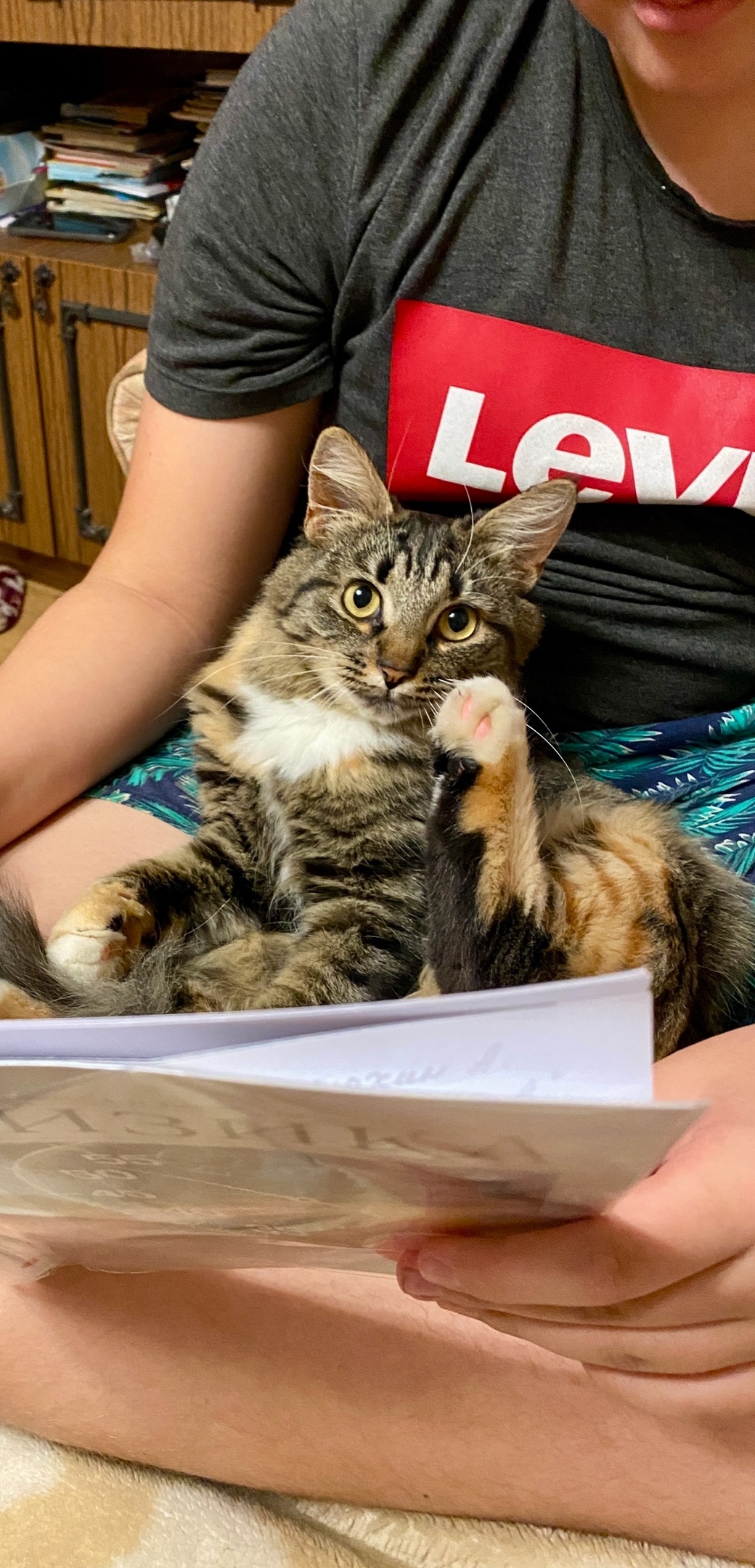 Пропала кошка в Рязани — фото объявления