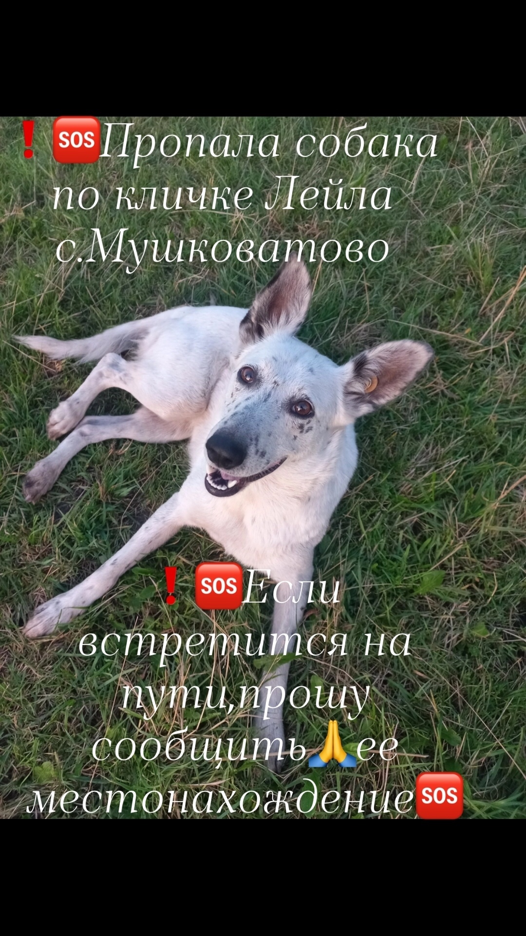 Пропала собака в Рязани — фото объявления