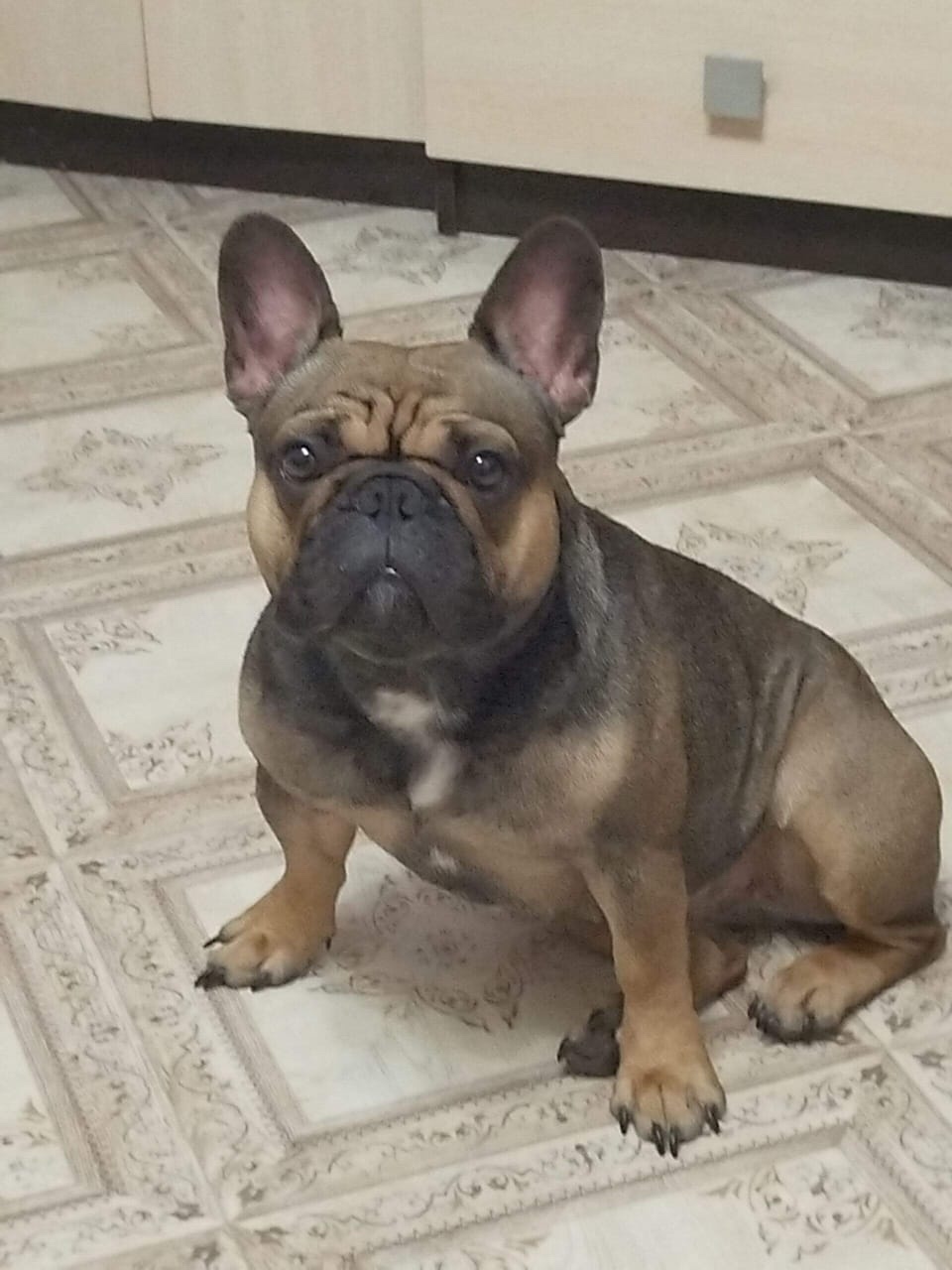 Пропала собака в Рязани — фото объявления