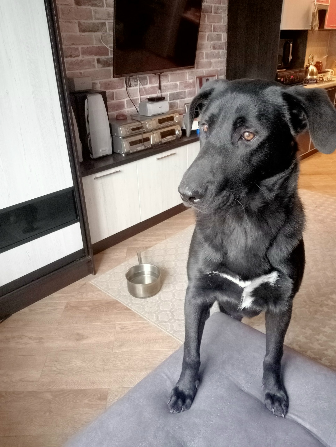 Найдена собака в Рязани — фото объявления