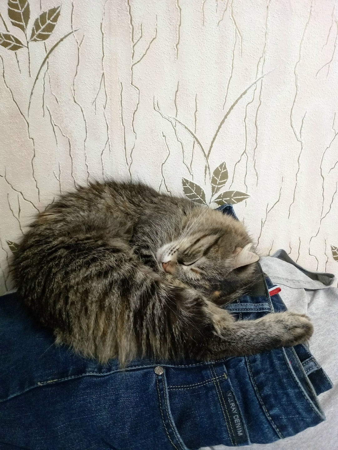 Пропала кошка в Рязани — фото объявления