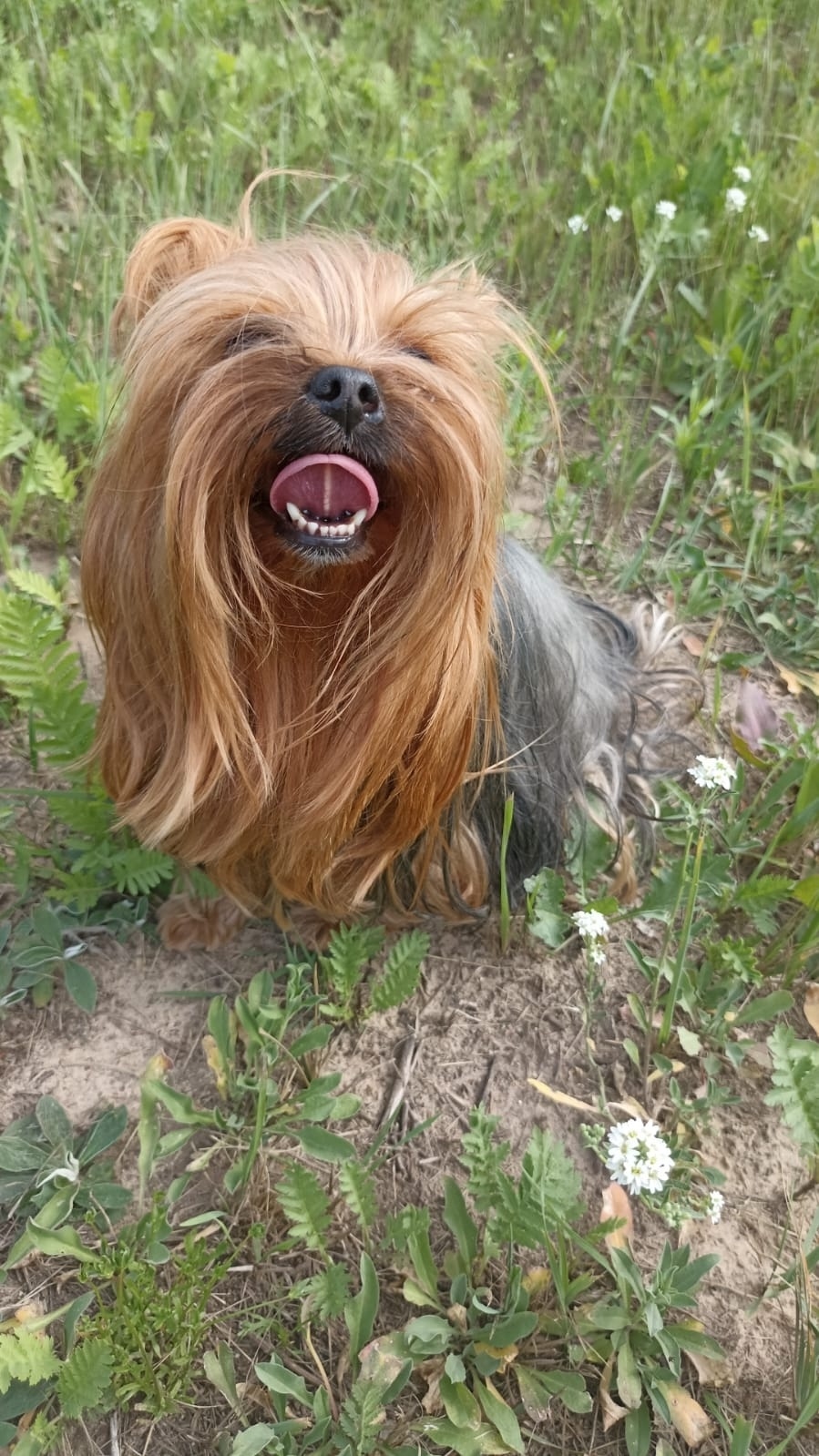 Найдена собака в Рязани — фото объявления