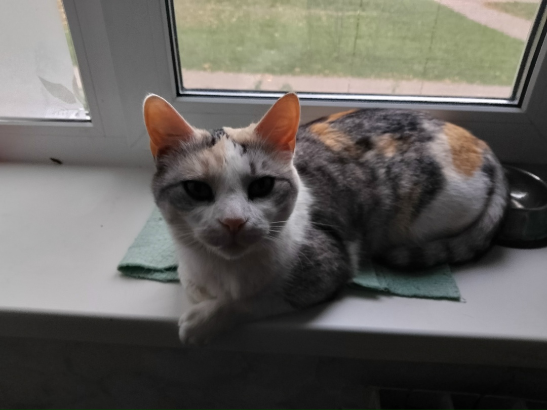 Найдена кошка в Рязани — фото объявления