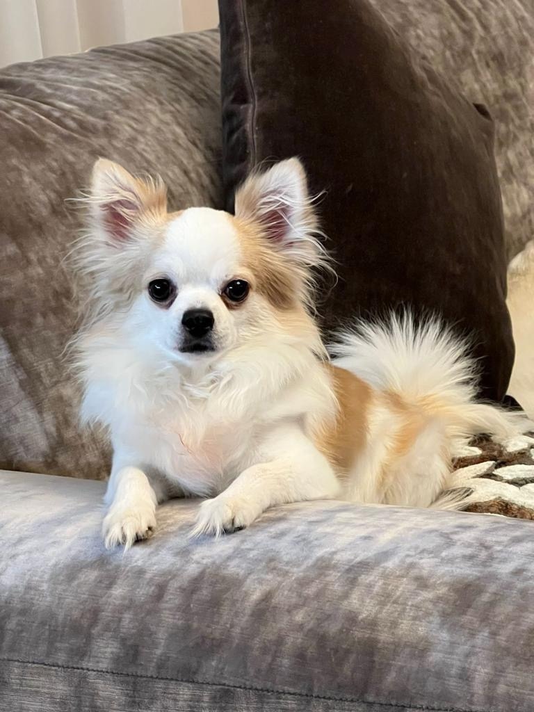 Пропала собака в Рязани — фото объявления