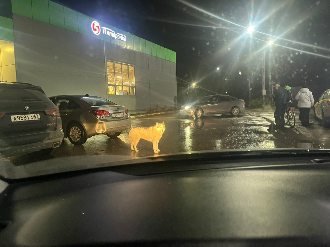 Пропала собака в Рязани — фото объявления