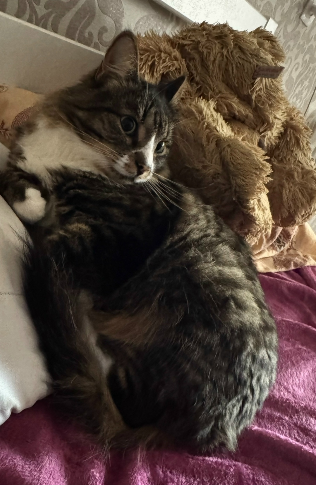 Найдена кошка в Рязани — фото объявления