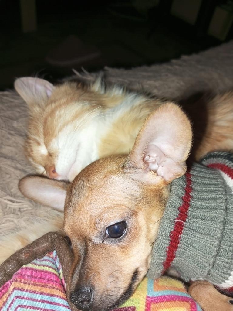 Пропала собака в Рязани — фото объявления