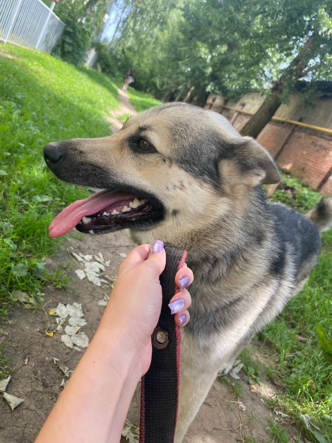 Найдена собака в Рязани — фото объявления